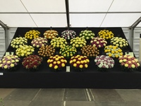 Harrogate Autumn Show